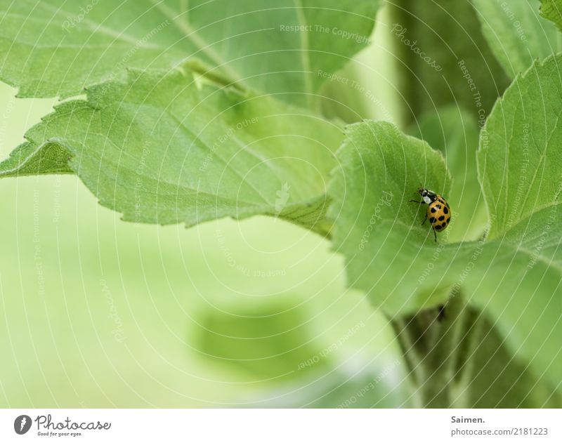 Marienkäfer auf Sonnenblume Stufe Garten Farbfoto Natur pflanze Grün wachsen Detailaufnahme Blatt Käfer natürlich