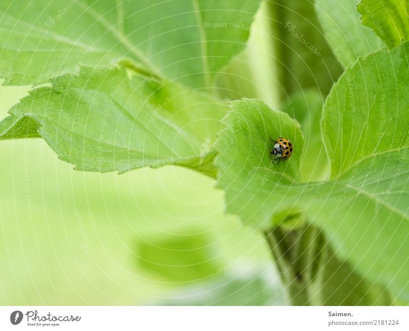 Langer Marsch des Marienkäfers Käfer Insekt krabbeln Laufen Blatt Grün Natur Garten Farbfoto pflanze Nahaufnahme Gemüse Stufe Sommer punkte gepunktet klein
