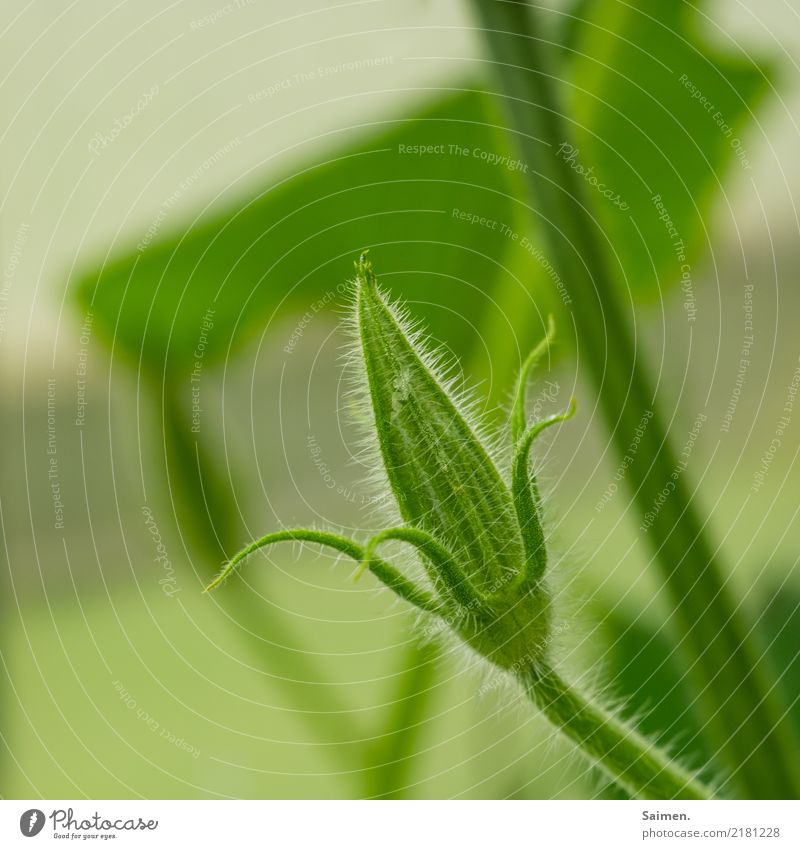Wachstum wachstum pflanze leben Knospe Detailaufnahme Blatt Farbfoto Natur Grün Frühling Nahaufnahme