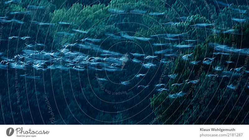 Auf und davon Umwelt Natur Tier Herbst Baum Feld Wald Vogel Kranich Schwarm fliegen außergewöhnlich blau grau grün Farbfoto Außenaufnahme Menschenleer