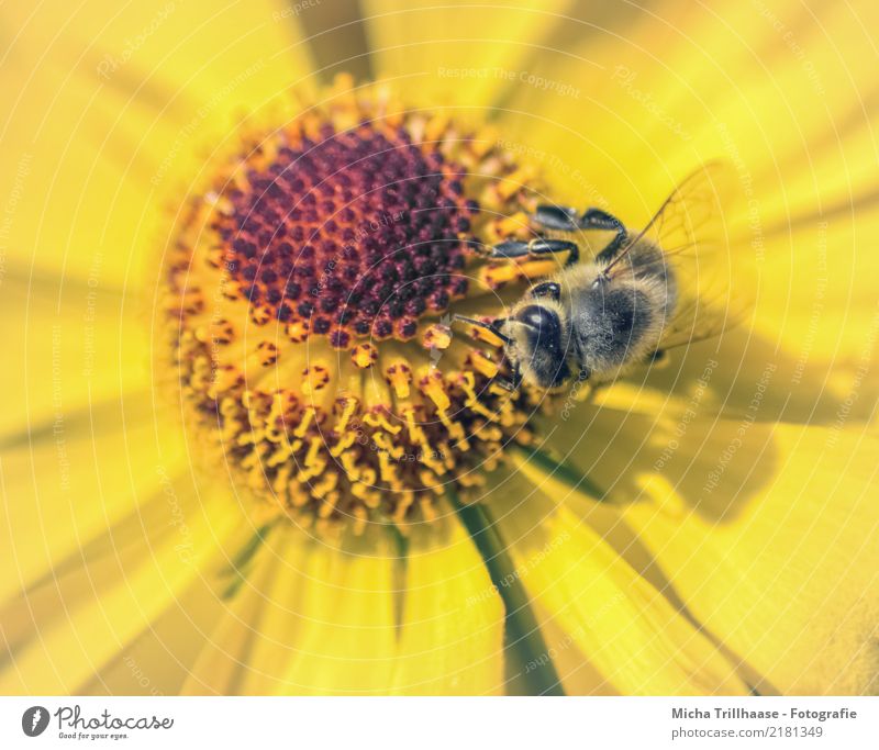 Biene in gelber Blüte Honig Natur Pflanze Tier Sonne Sonnenlicht Schönes Wetter Blume Wildpflanze Wiese Wildtier Tiergesicht Flügel Beine Auge Honigbiene Insekt