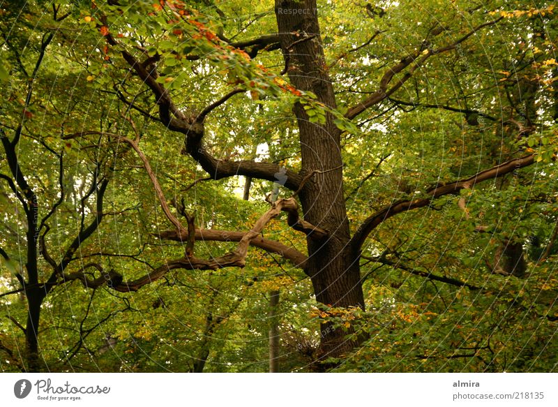 Eichenfinger Umwelt Natur Landschaft Pflanze Herbst Baum Park Holz nachhaltig braun grün Romantik Frieden geheimnisvoll Klima Farbfoto Außenaufnahme