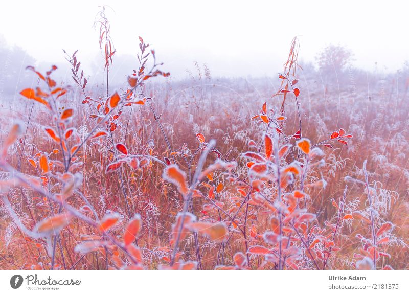 Raureif Stil Design einrichten Dekoration & Verzierung Tapete Bild Poster Umwelt Natur Landschaft Pflanze Herbst Winter Nebel Eis Frost Gras Sträucher Blatt