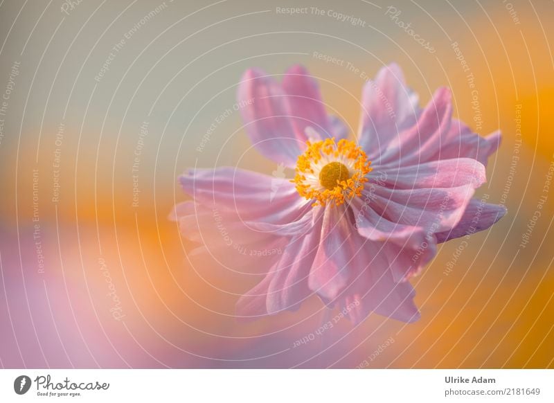 Herbst Anemone (Anemone hupehensis) Wellness harmonisch Erholung ruhig Meditation einrichten Dekoration & Verzierung Tapete Bild Poster Natur Pflanze Sonne
