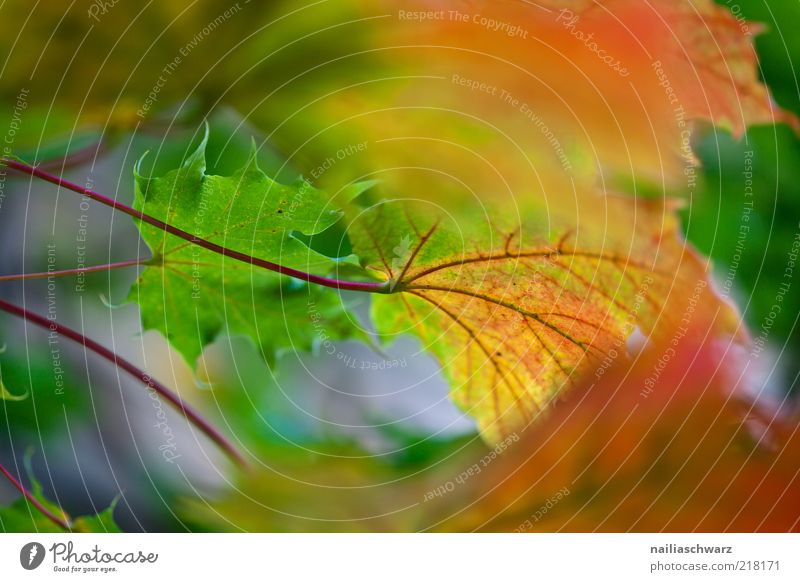 Herbst Natur Pflanze Baum Blatt Ahorn Ahornblatt ästhetisch Farbfoto mehrfarbig Außenaufnahme Menschenleer Tag Schwache Tiefenschärfe Herbstlaub Herbstfärbung