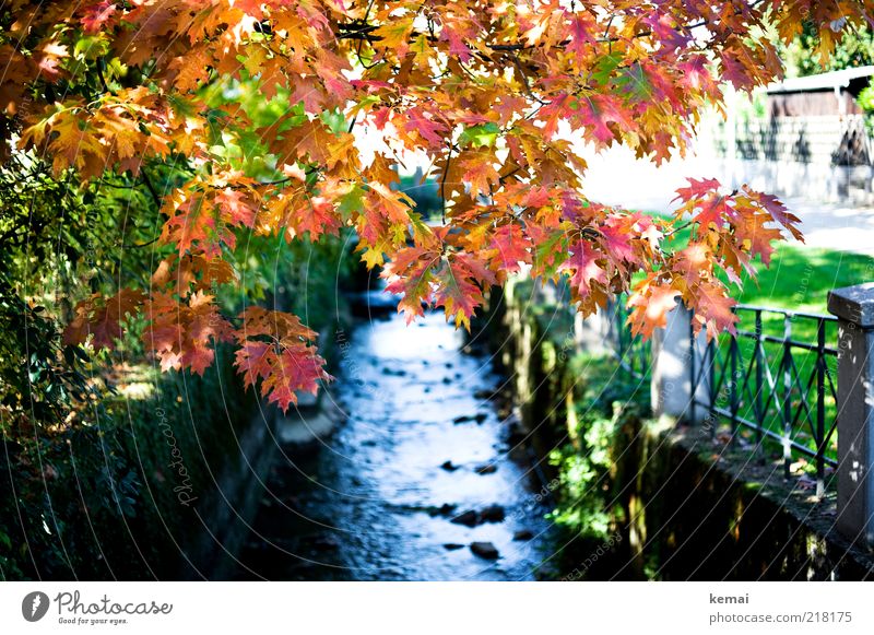{300} Im Herbst Umwelt Natur Landschaft Pflanze Urelemente Wasser Sonnenlicht Klima Schönes Wetter Baum Gras Blatt Park Bach Fluss leuchten nass gelb rot