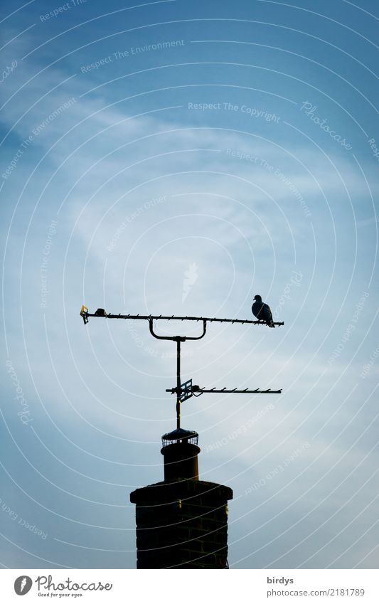 Stillleben mit Taube Himmel Wolken Kamin Antenne 1 Tier ästhetisch authentisch oben positiv blau schwarz weiß ruhig Erholung einzigartig Zufriedenheit