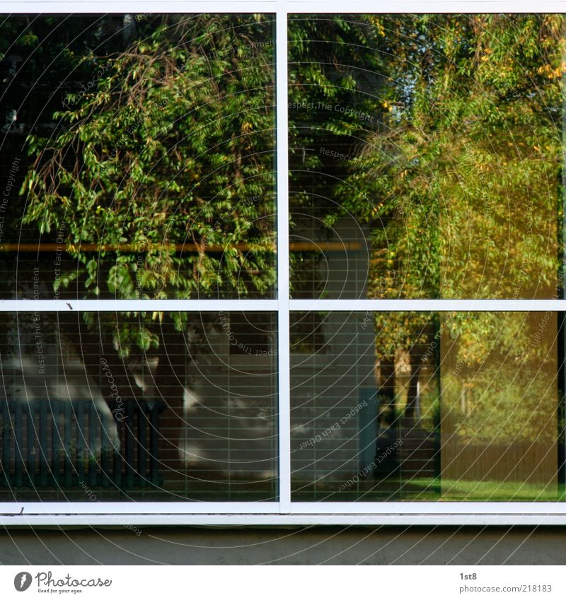 windows 10 Pflanze Baum Gras Garten Haus Bauwerk Gebäude Mauer Wand Fassade Fenster eckig Heizung Baumstamm Rahmen Farbfoto Außenaufnahme Strukturen & Formen