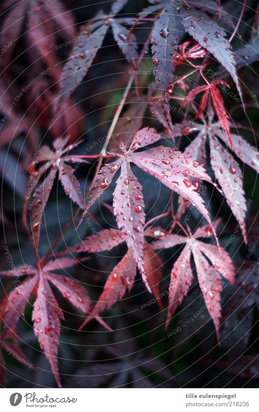 herbstbild Umwelt Natur Herbst Pflanze Blatt verblüht kalt nass natürlich blau rot Vergänglichkeit Weinblatt Wassertropfen feucht Außenaufnahme Menschenleer