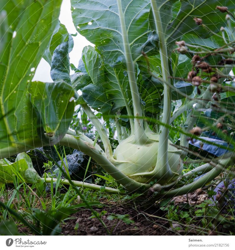 Gartenoktopuss Lebensmittel Gemüse Ernährung Bioprodukte Vegetarische Ernährung Umwelt Natur Erde Sommer Nutzpflanze Gesundheit Kohl Kohlrabi
