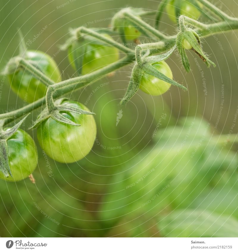 Grüne Tomaten Tomatenrispe gesund Biografie Ernährung Vegetarisch Veganer Nahrung Gemüse lecker frisch