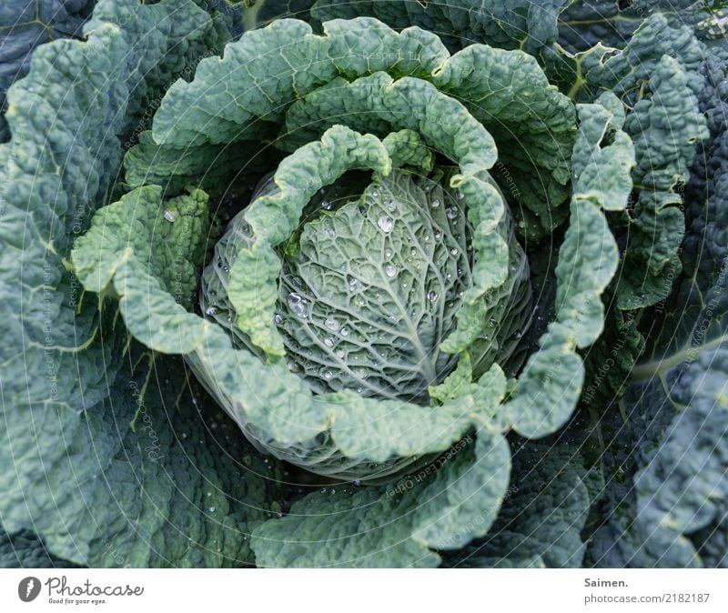 Wirsing kohl Gemüse Ernährung gesund gesunde ernährung anbauen Pflanzen Stadt Essen Nahrung Biografie Vegetarisch Veganer Garten lecker Vitamin organisch