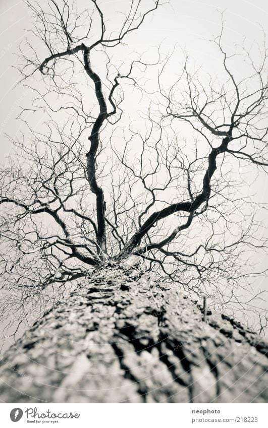 nicht mehr lang Herbst Winter Klimawandel Wetter Baum laublos kahl Geäst Baumstamm Schwarzweißfoto Außenaufnahme Muster Strukturen & Formen Menschenleer