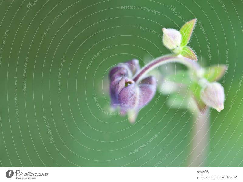 wachstum Umwelt Natur Pflanze Blume Blatt Blüte grün violett Farbfoto Außenaufnahme Nahaufnahme Detailaufnahme zart weich Unschärfe 1 Textfreiraum links