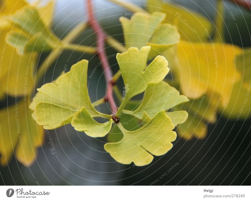 Ginkgo... Umwelt Natur Pflanze Herbst Blatt exotisch Zweig dehydrieren Wachstum ästhetisch klein natürlich grün einzigartig Vergänglichkeit Gesundheit gelb