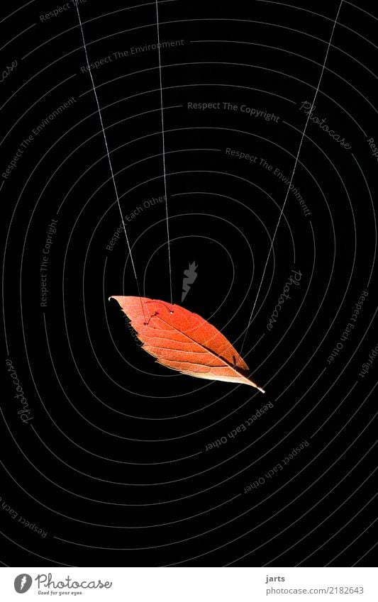 am seidenen faden I Blatt fliegen hängen außergewöhnlich Natur Schwerelosigkeit Seil Nähgarn Herbst mehrfarbig Studioaufnahme Nahaufnahme Menschenleer