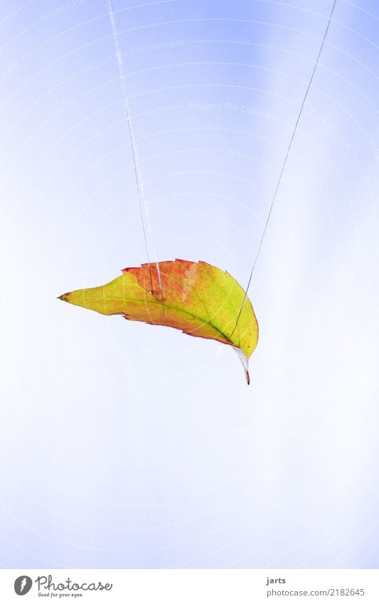 am seidenen faden II Herbst Schönes Wetter Blatt fallen hängen außergewöhnlich Natur Schweben Nähgarn aufhängen Farbfoto mehrfarbig Studioaufnahme Nahaufnahme