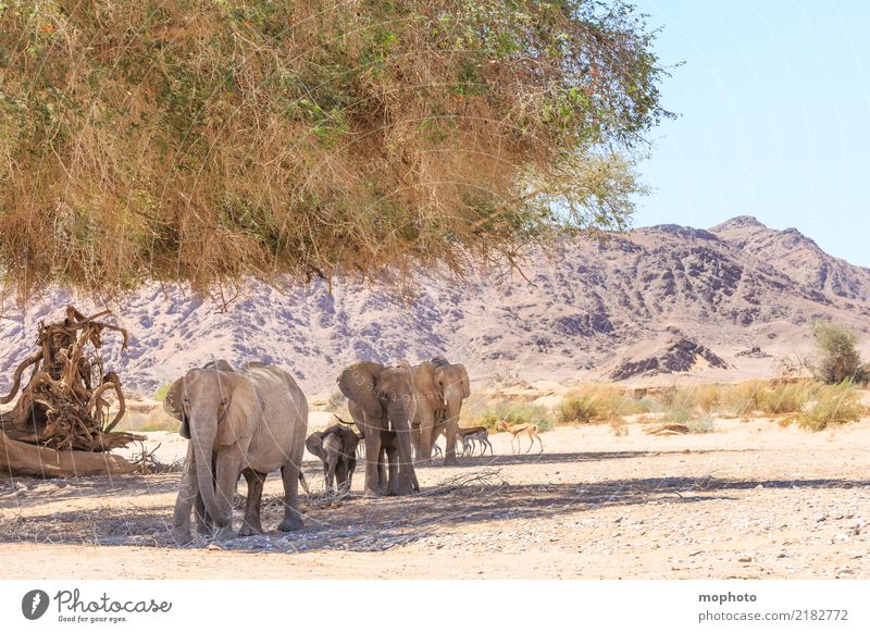 Wüstenwanderung Ferien & Urlaub & Reisen Tourismus Ferne Safari Umwelt Natur Landschaft Pflanze Tier Wärme Dürre Namibia Afrika Wildtier Elefant Springbock