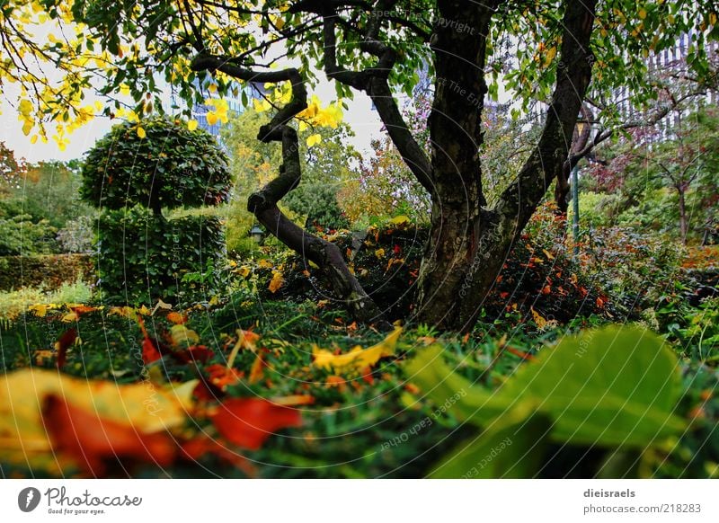 Herbstlicher Park Natur Landschaft Pflanze Baum Sträucher Blatt Erholung genießen verblüht dehydrieren Wachstum frisch schön einzigartig natürlich braun