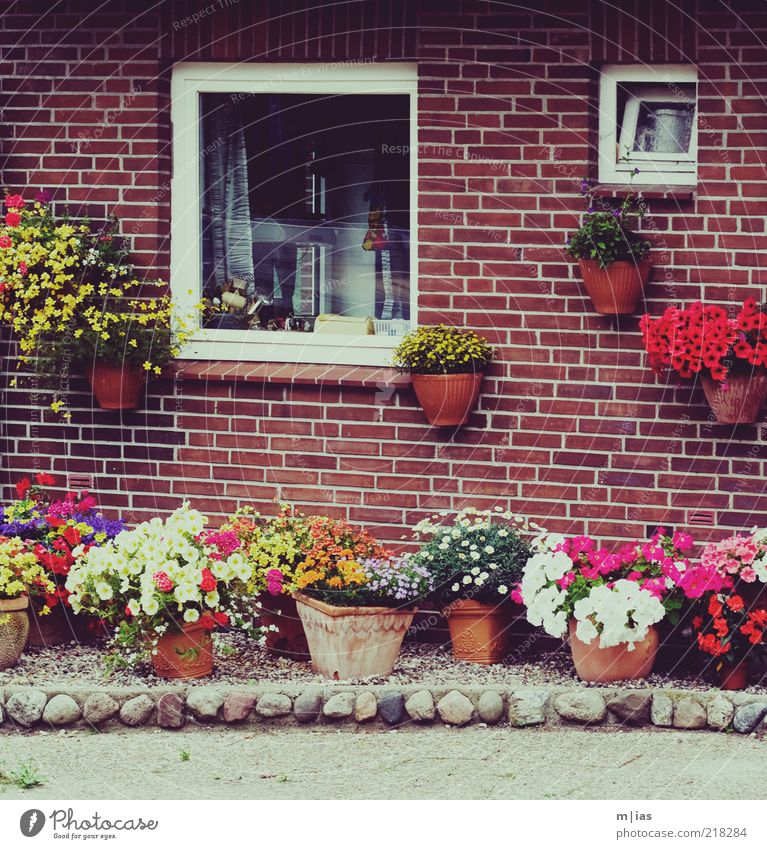 Vorgarten: Ressourcenmanagement Einfamilienhaus Backsteinhaus Garten Blume Blumentopf Blumenkasten Detailaufnahme Bildausschnitt Fenster Menschenleer Klischee
