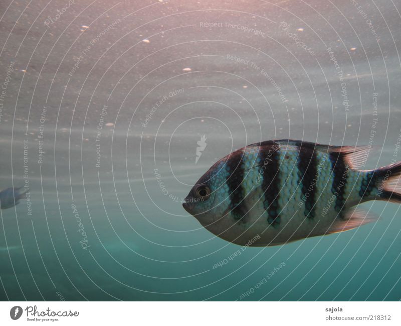 striped fish Umwelt Natur Tier Urelemente Wasser Meer Wildtier Fisch 1 schwarz weiß gestreift Streifen Sonnenlicht Gesichtsausdruck Farbfoto Nahaufnahme