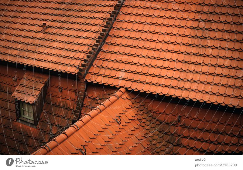 Meißen von oben Dach Dachfenster Dachziegel rot geschlossen viele Farbfoto Außenaufnahme Detailaufnahme Muster Strukturen & Formen Menschenleer