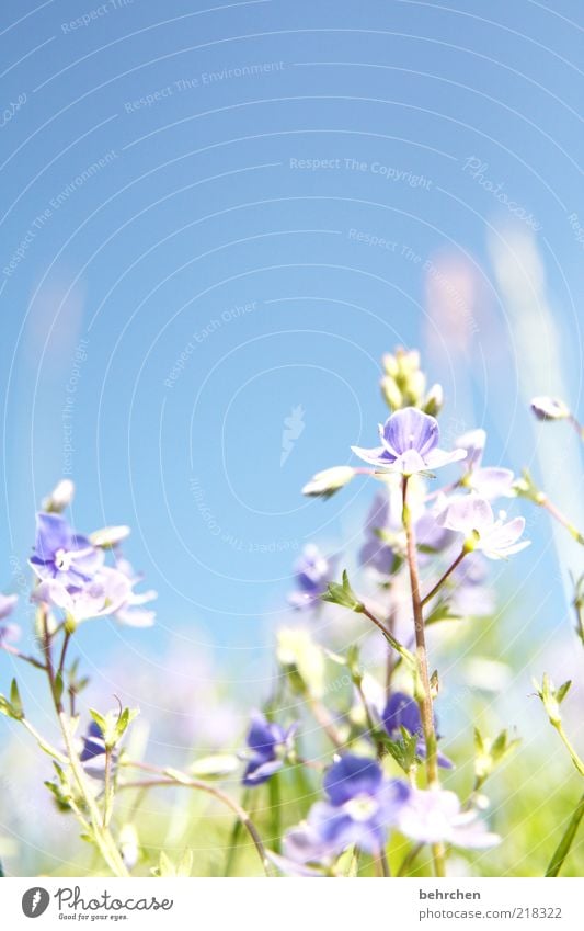 gegen den strom Umwelt Natur Pflanze Wolkenloser Himmel Frühling Sommer Schönes Wetter Blume Gras Blatt Blüte Wiese blau Wachstum Blühend hell Wärme Farbfoto