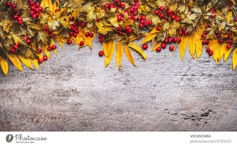 Hintergrund mit Girlande aus Herbstlaub und Beeren Stil Design Erntedankfest Natur Pflanze Sträucher Blatt Blüte Dekoration & Verzierung Zeichen gelb