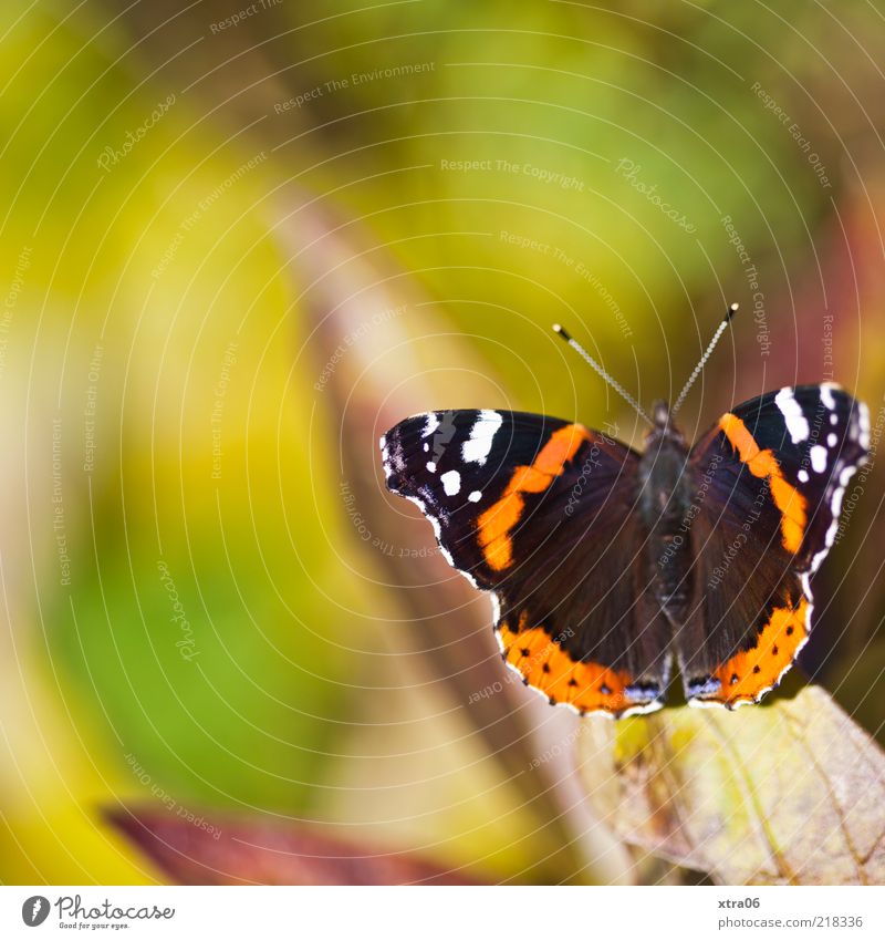 heute scheint nochmal die sonne Tier Schmetterling 1 grün Sommer Frühling Farbfoto Außenaufnahme Nahaufnahme Detailaufnahme Textfreiraum oben Sonnenlicht