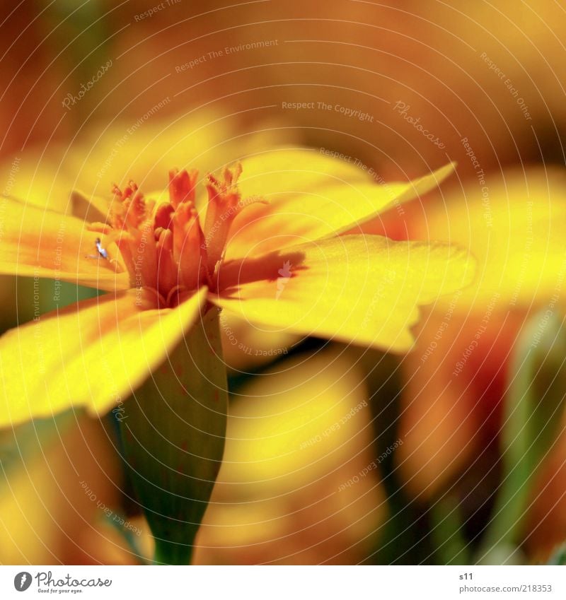 letzte Sommergrüsse Natur Pflanze Sonnenlicht Wetter Wärme Blume Blüte ästhetisch Duft elegant Freundlichkeit hell schön nah modern natürlich gelb Stimmung