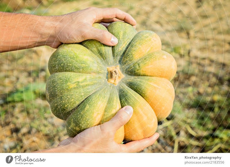 Hände des Landwirts, der einen großen Kürbis hält Gemüse Vegetarische Ernährung Lifestyle kaufen Sonne Essen Erntedankfest Halloween Gartenarbeit Landwirtschaft