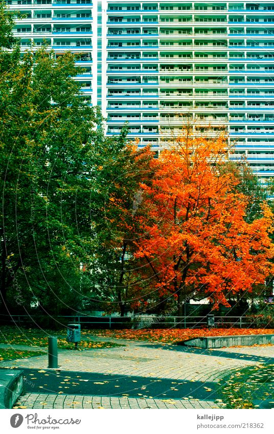der herbst ist da Umwelt Natur Herbst Klima Baum Blatt Park Haus Hochhaus Fassade fallen färben Indian Summer Plattenbau Ghetto Farbfoto mehrfarbig Menschenleer