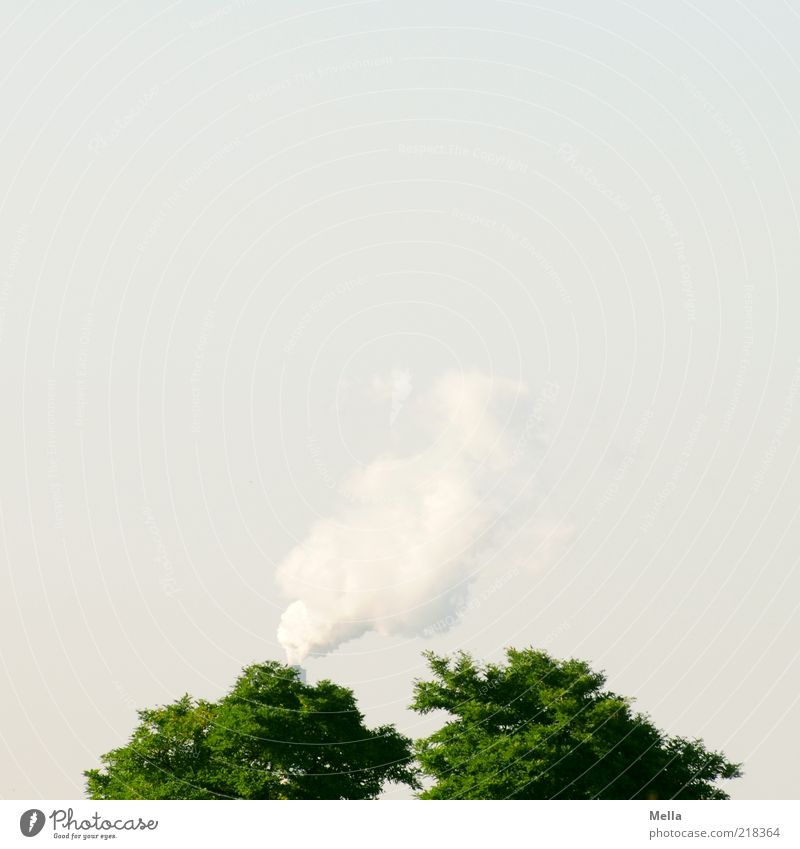 Grüne Lunge Umwelt Natur Landschaft Pflanze Luft Himmel Klima Klimawandel Baum Baumkrone Rauch Rauchen Wachstum bedrohlich blau grün Stimmung Zukunftsangst
