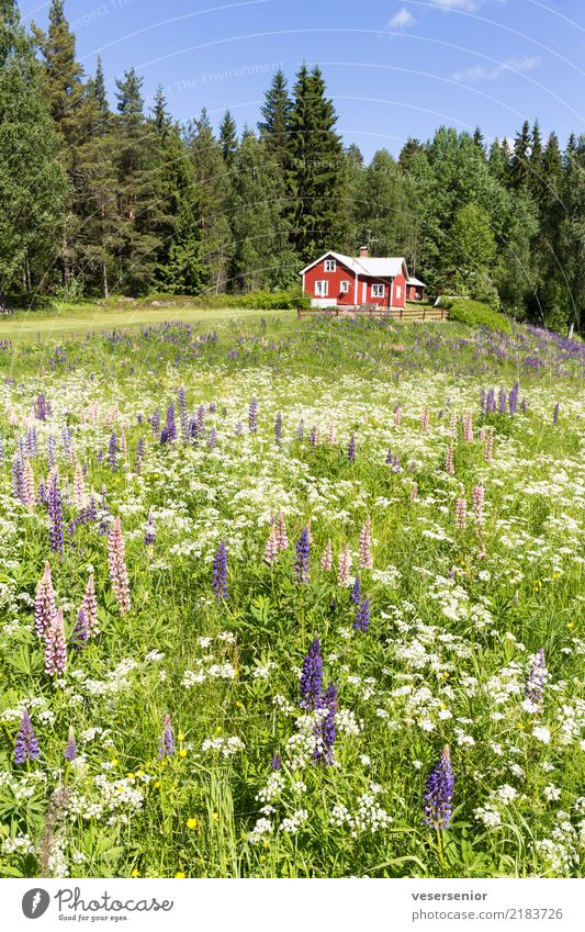 Schwedenhaus 1 Tourismus Sommer Haus Traumhaus Natur Landschaft Wiese Wald Wildwiese Erholung Wachstum Häusliches Leben einfach einzigartig schön Zufriedenheit