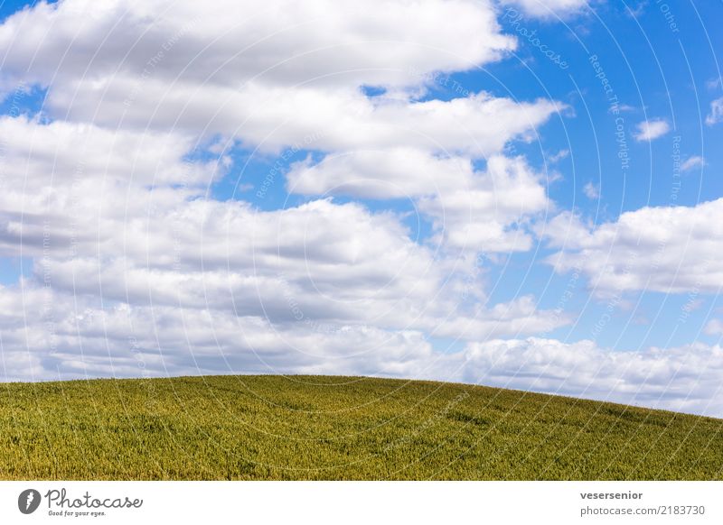 sky1 Sommer Umwelt Landschaft Himmel Wolken Getreide Feld Unendlichkeit trist blau grün Optimismus Erfolg gewissenhaft anstrengen Entschlossenheit kompetent
