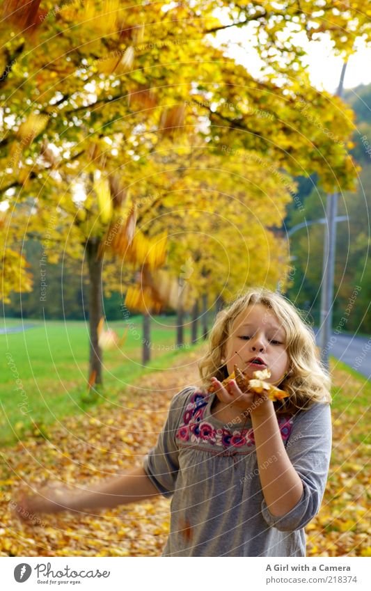 pust Mensch Kindheit Leben Mund Hand 1 Natur Pflanze Herbst Blatt Spielen frech Glück einzigartig mehrfarbig gelb gold Straßenrand Fußweg blasen blond Baum