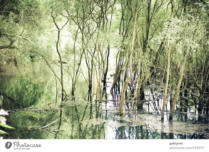Hochwasser Umwelt Natur Landschaft Pflanze Wasser Klima Klimawandel Wetter Baum Überschwemmung Naturkatastrophe Flußauen Flussufer Rheinauen Wald fluten