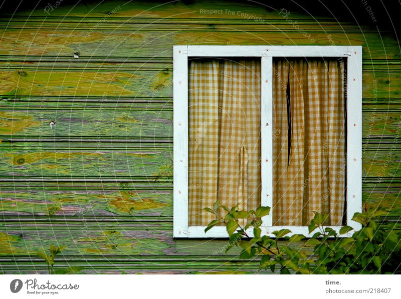 Friede den Hütten Häusliches Leben Haus Holzhütte Fenster Gardine grün zugezogen Vorhang Sträucher Pflanze Profilholz Holzbrett Schalholz Wand brennbar
