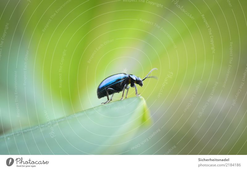 Erlenblattkäfer Natur Garten Käfer entdecken Blick warten blau grün Insekt Farbfoto Außenaufnahme Nahaufnahme Makroaufnahme Starke Tiefenschärfe Totale