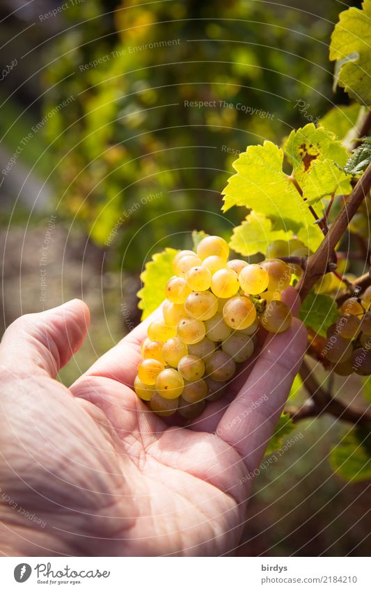 sieht gut aus Wellness Kur Landwirtschaft Forstwirtschaft Winzer maskulin Hand 1 Mensch Herbst Schönes Wetter Nutzpflanze Weinberg Weinbau Weintrauben Weinlese