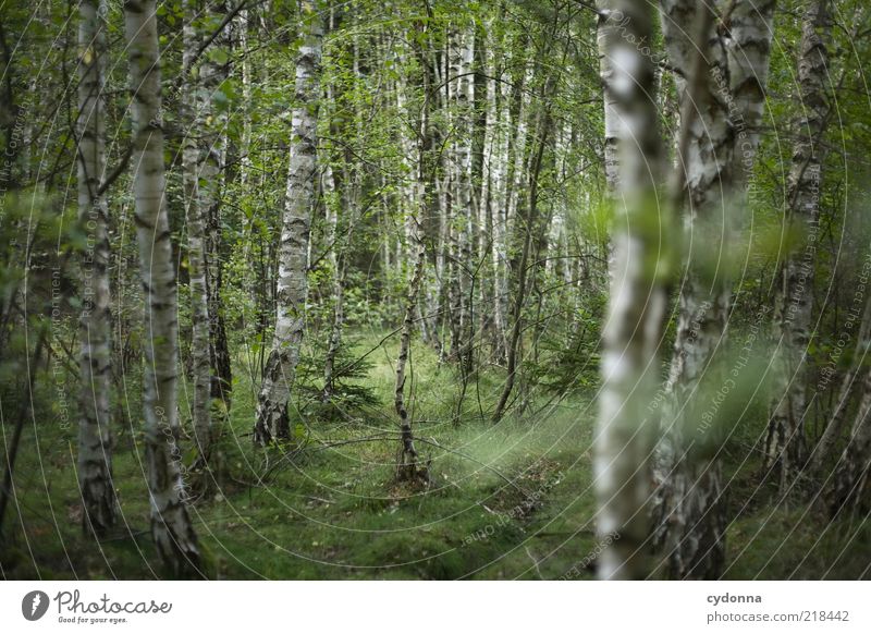 Birkenwald Wohlgefühl Erholung ruhig Freiheit Umwelt Natur Baum Wald einzigartig geheimnisvoll Idylle Leben nachhaltig schön stagnierend träumen Vergänglichkeit