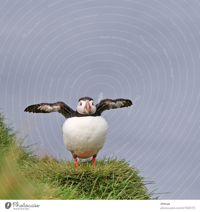Puffin --8-- Natur Gras Küste Meer Atlantik Island Heimaey Wildtier Vogel Flügel Papageitaucher beobachten Kommunizieren stehen elegant schön klein nah