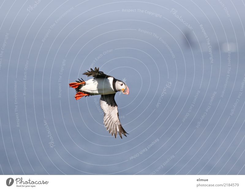 Puffin ~O~ Küste Meer Atlantik Heimaey Island Wildtier Vogel Papageitaucher beobachten fliegen klein nah niedlich Lebensfreude Romantik Fernweh Abenteuer