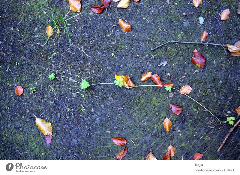 Ranke im Wald Natur Erde Herbst Blatt Grünpflanze Gefühle Stimmung ruhig geheimnisvoll einzigartig Inspiration Leben Stil Vergänglichkeit Außenaufnahme Tag