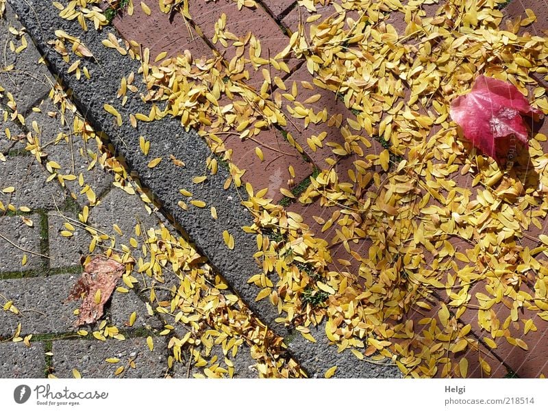 Blättermix am Straßenrand... Umwelt Natur Pflanze Herbst Schönes Wetter Blatt Ahornblatt Wege & Pfade Bordsteinkante Bürgersteig Pflastersteine liegen