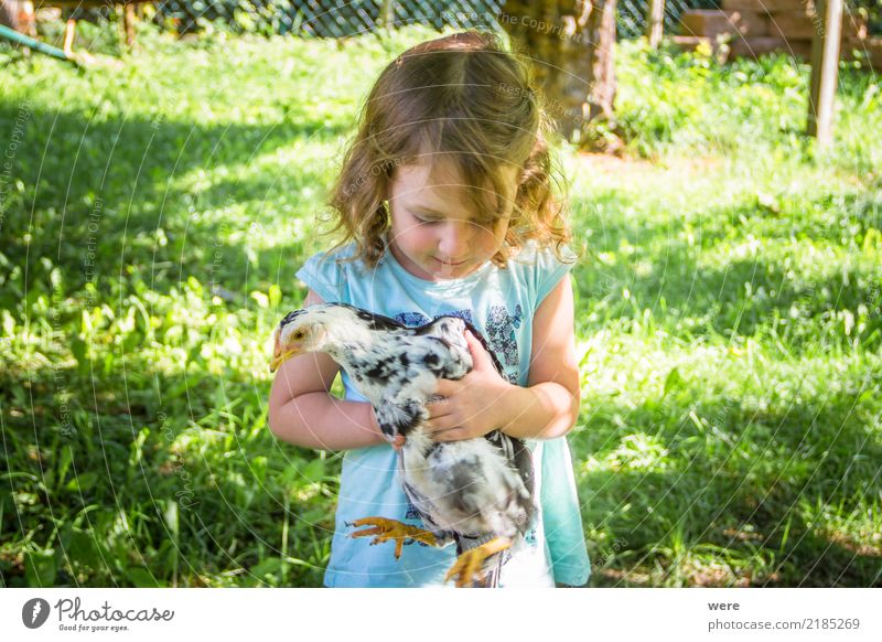 Ein Kleines Mädchen mit blonden Haaren  hält ein Junges Huhn in den Händen. Kind Landwirtschaft Forstwirtschaft Mensch Natur Tier Vogel tragen Bauernhof