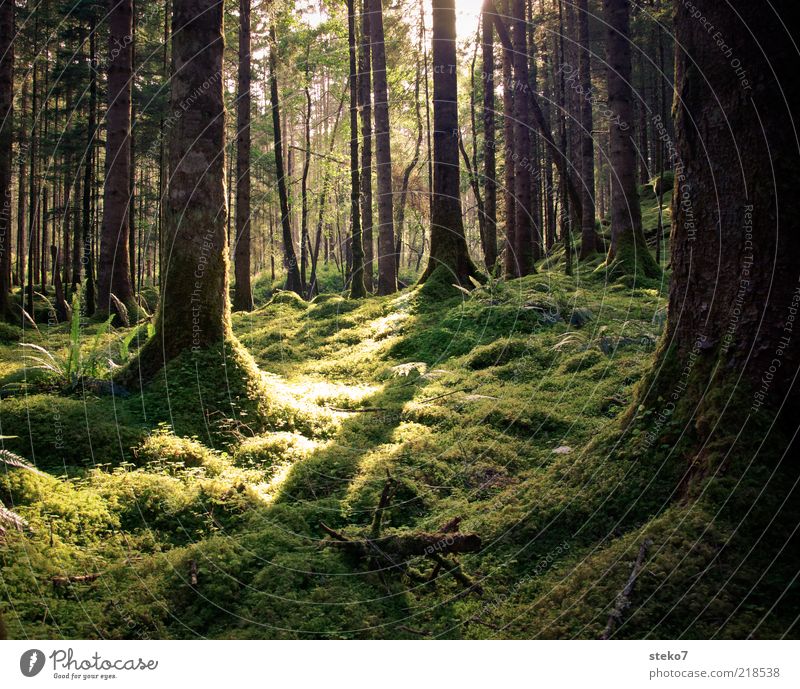 grüner Teppich Sommer Moos Wald Urwald frisch Sauberkeit wild weich ruhig Schottland Baum Sonnenstrahlen Farn Farbfoto Außenaufnahme Menschenleer Tag Licht