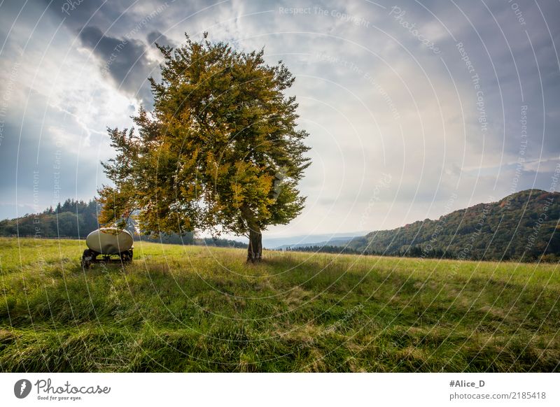 Herbsttage Sommer Natur Landschaft Urelemente Himmel Wolkenloser Himmel Wind Pflanze Baum Gras Wiese Feld Hügel Weide sankt Katharinen Deutschland Europa