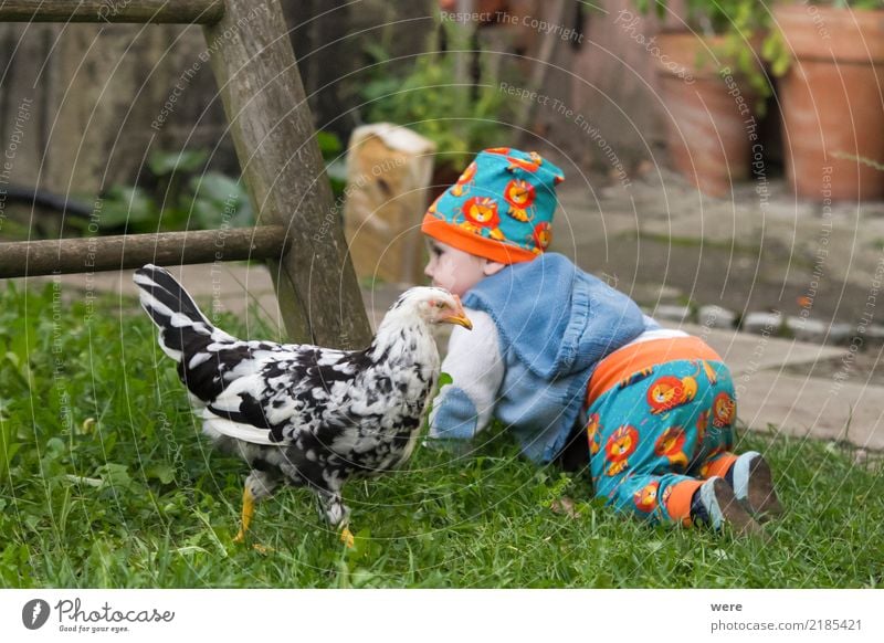 Mit den Hühnern aufstehen Kind Landwirtschaft Forstwirtschaft Mensch Baby Kleinkind Natur Tier Nutztier Vogel Neugier niedlich Bauernhof Federn Flügel Jung