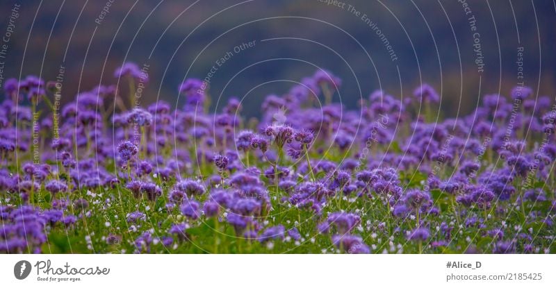Bienenweide Sommer Natur Landschaft Pflanze Herbst Blume Blüte phacelia Feld Duft violett ruhig Sinnesorgane Umwelt Pollen tanacetifolia wild Wiesenblume